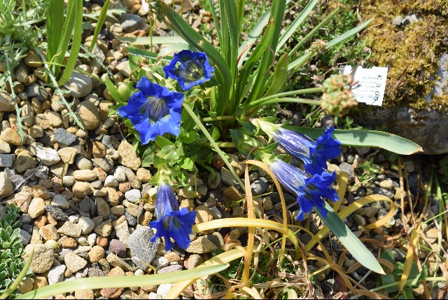 Gentiana ligustica Alpine Garden Society